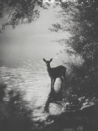 Deer by the Water — Black and White Photography Print. poster