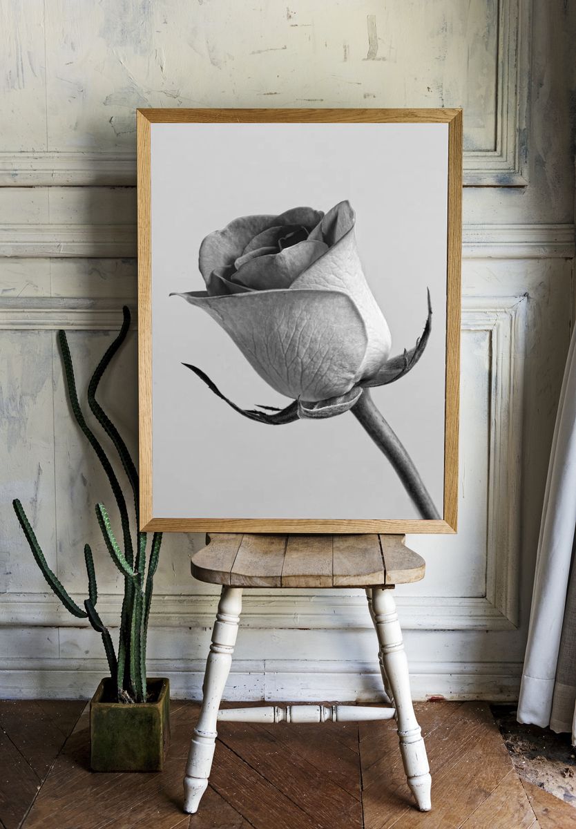 Black and White Rose Poster room preview