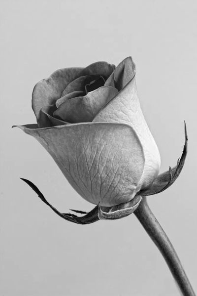 Black and White Rose Poster. poster print