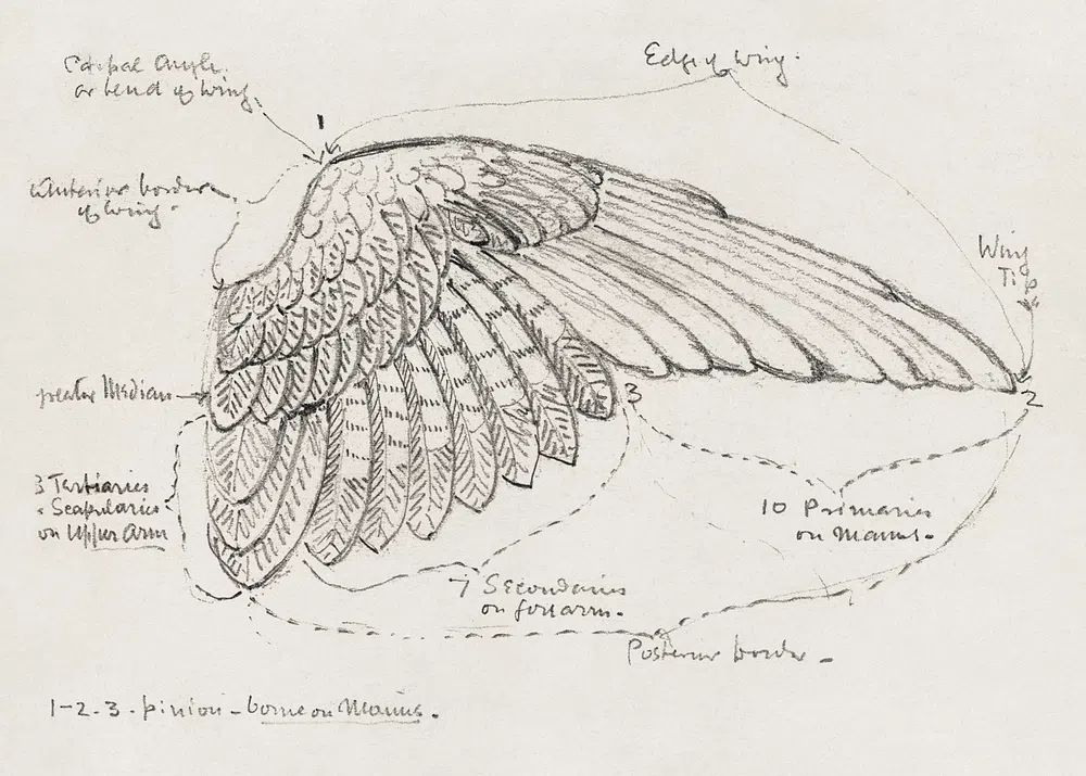 Detailed Bird Wing Sketch — Fine Art Print. poster — fine-art art
