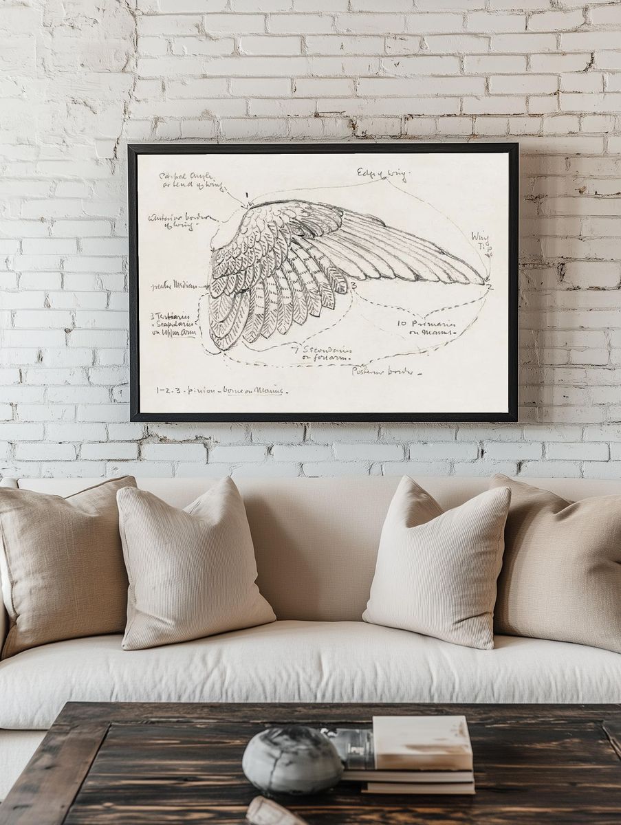 Detailed Bird Wing Sketch — Fine Art Print. room preview