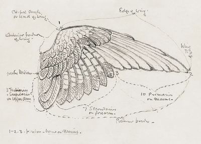 Detailed Bird Wing Sketch — Fine Art Print. poster