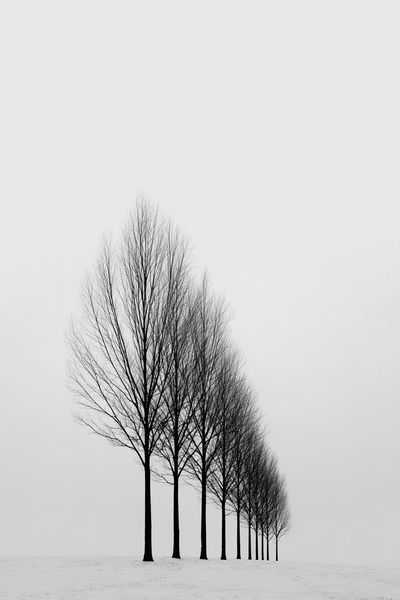 Bare Trees in Winter — Black-White Print. poster print