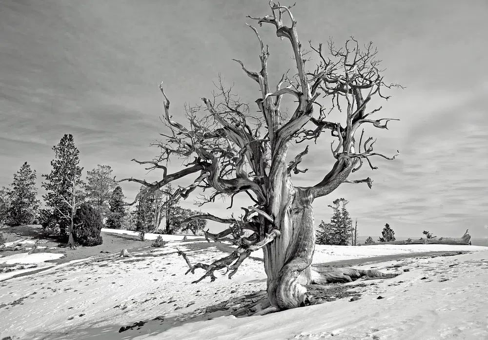 Barren Tree in Snow — Black-White Print. poster detail