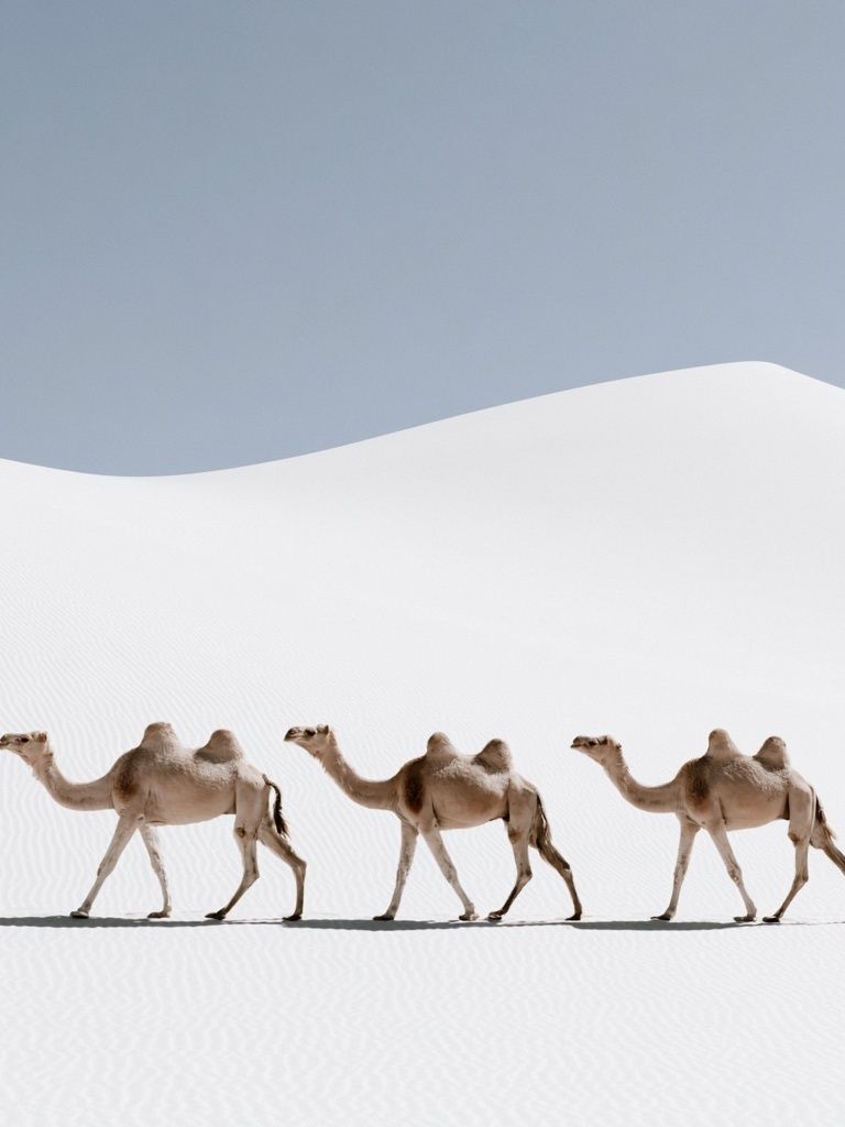 Desert Camels Photography Poster. poster detail