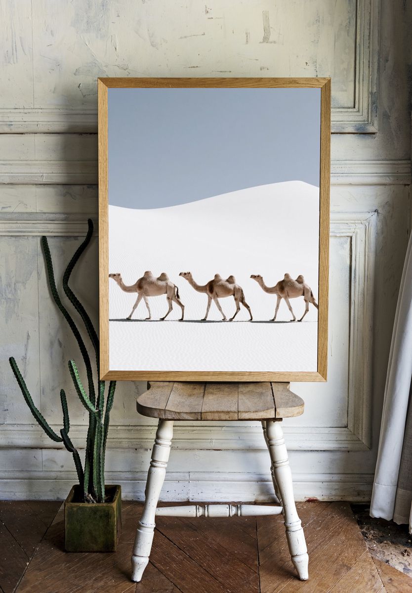 Desert Camels Photography Poster. — room view 1
