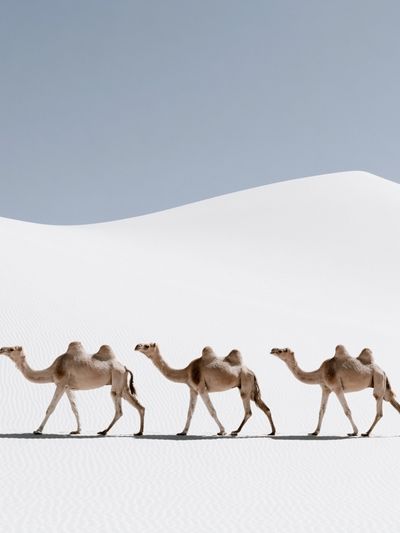 Desert Camels Photography Poster. poster