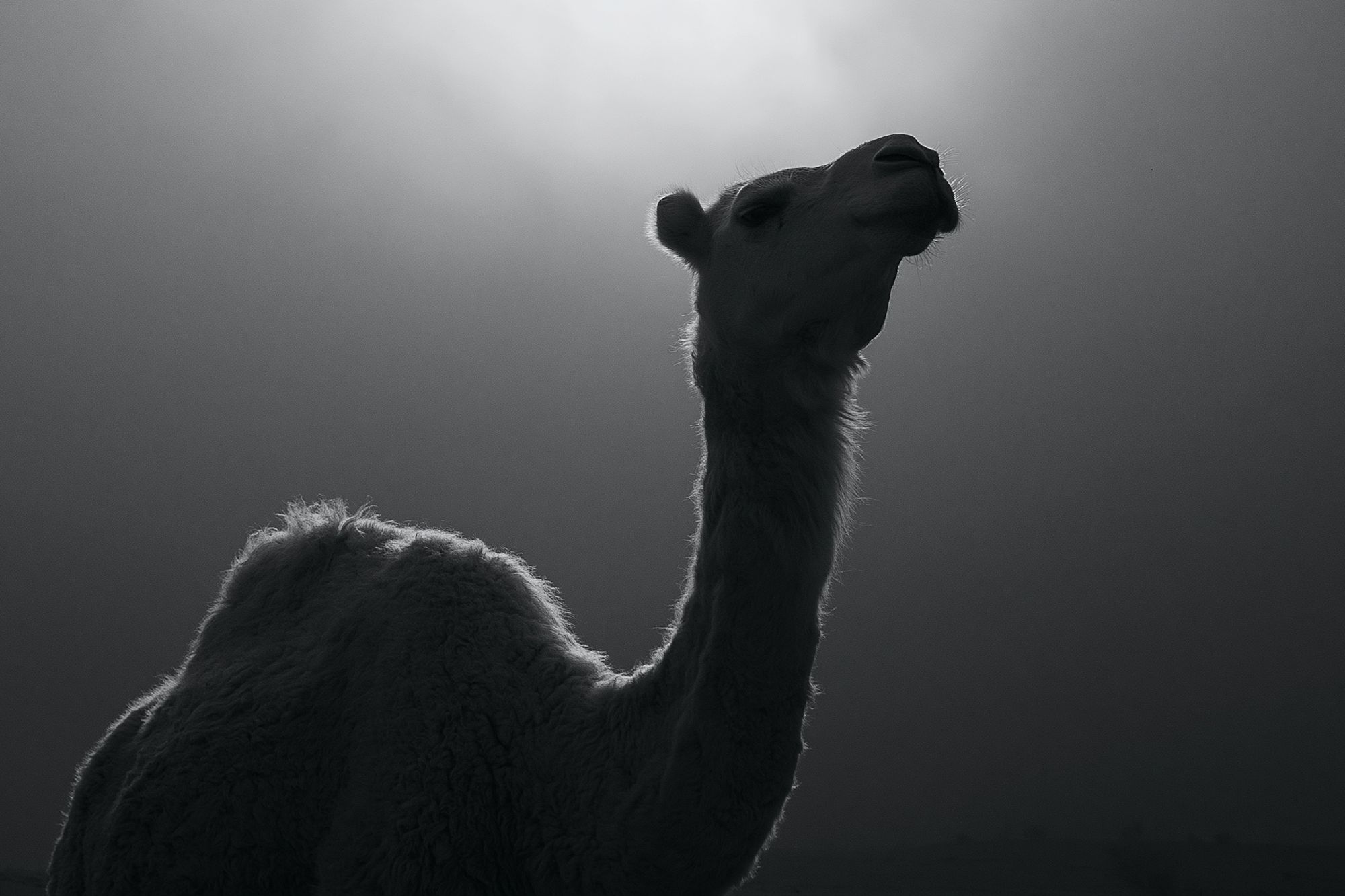 Camel Silhouette Photography Poster. poster detail