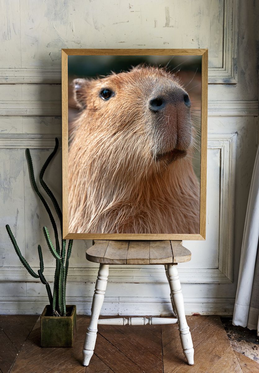 Capybara Portrait Photography Poster. — room view 1