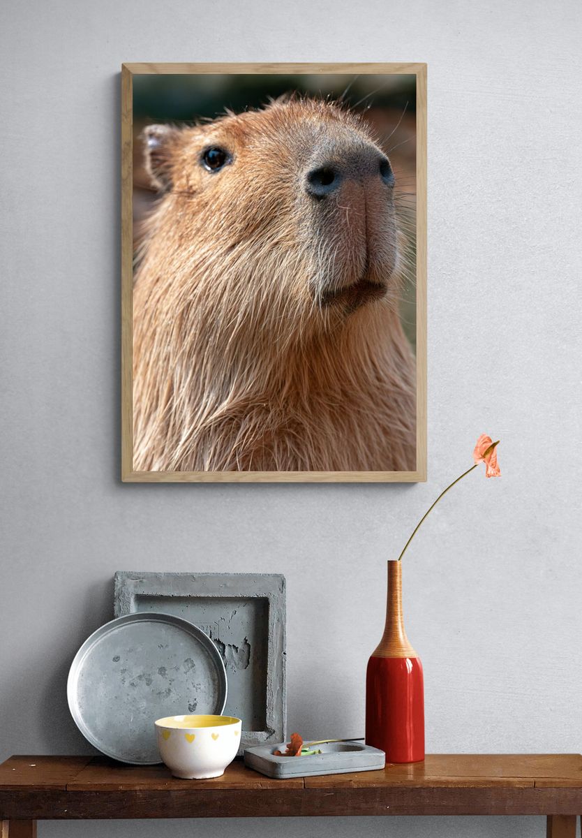 Capybara Portrait Photography Poster. — room view 3