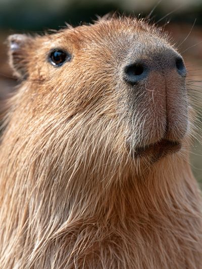 Capybara Portrait Photography Poster. poster