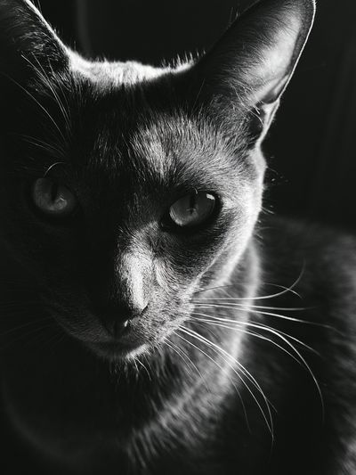 Black Cat Portrait Print. poster