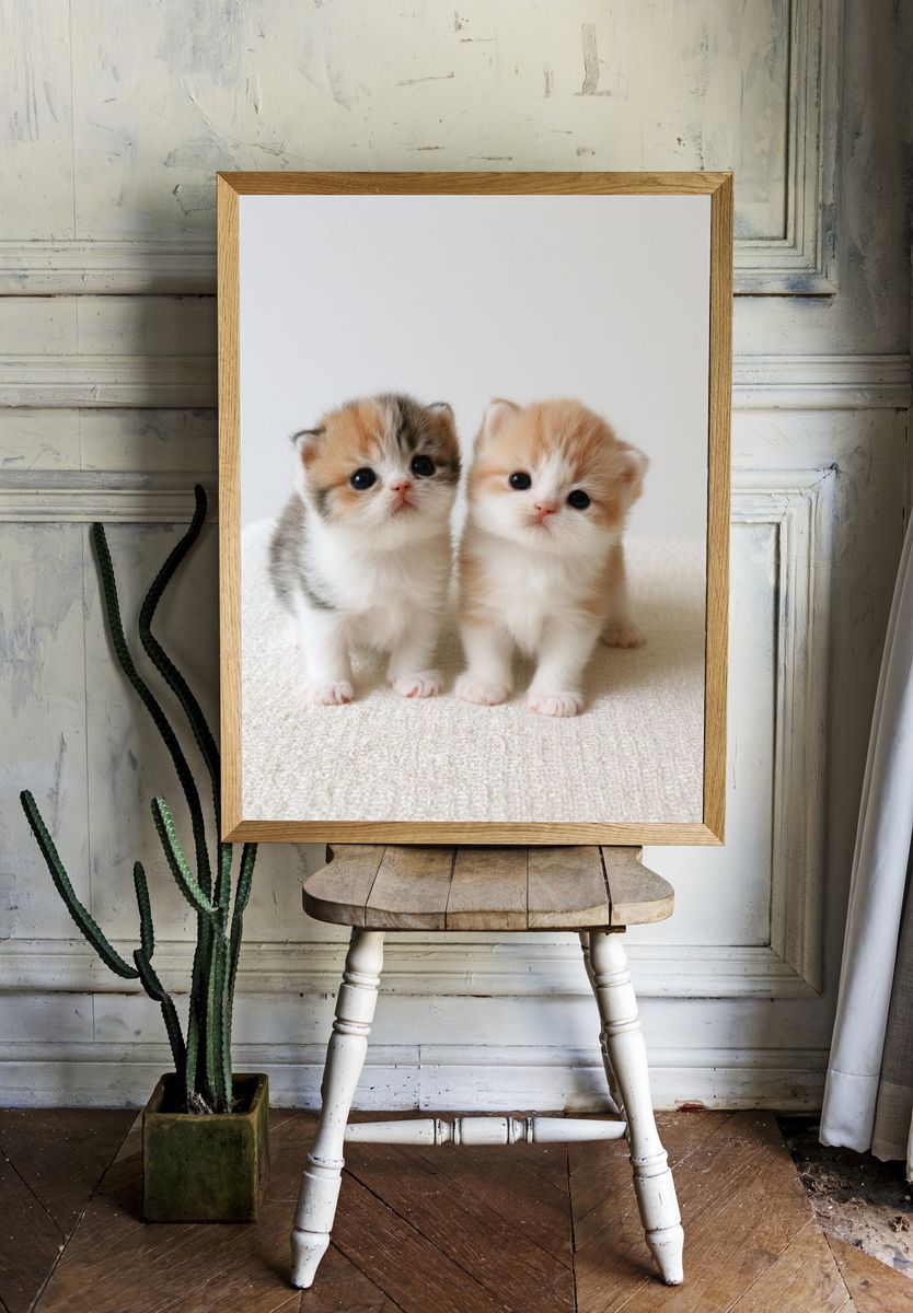Cute Kittens Photography Poster. room preview