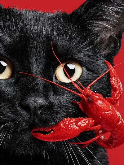 Black Cat and Lobster Surreal Print. poster