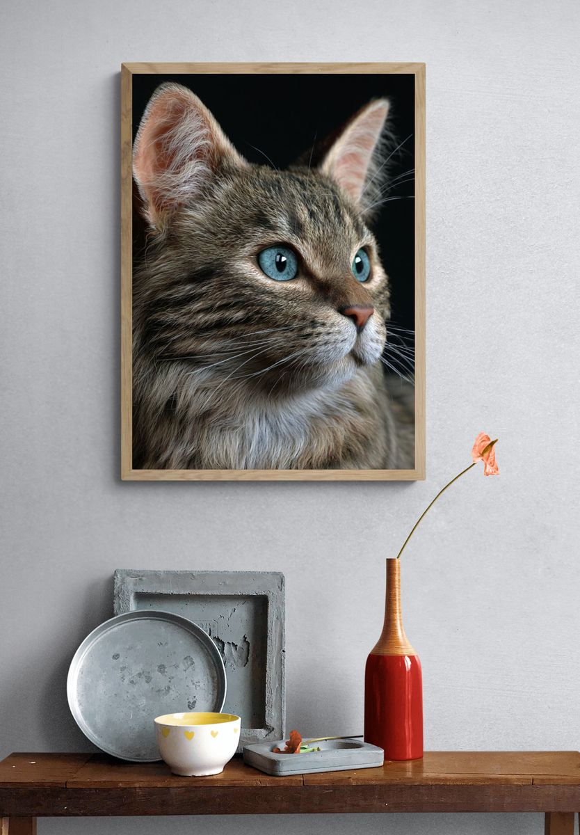 Blue-Eyed Tabby Cat Photography Poster. — room view 3