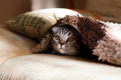 Cute cat hiding blanket. Original. poster