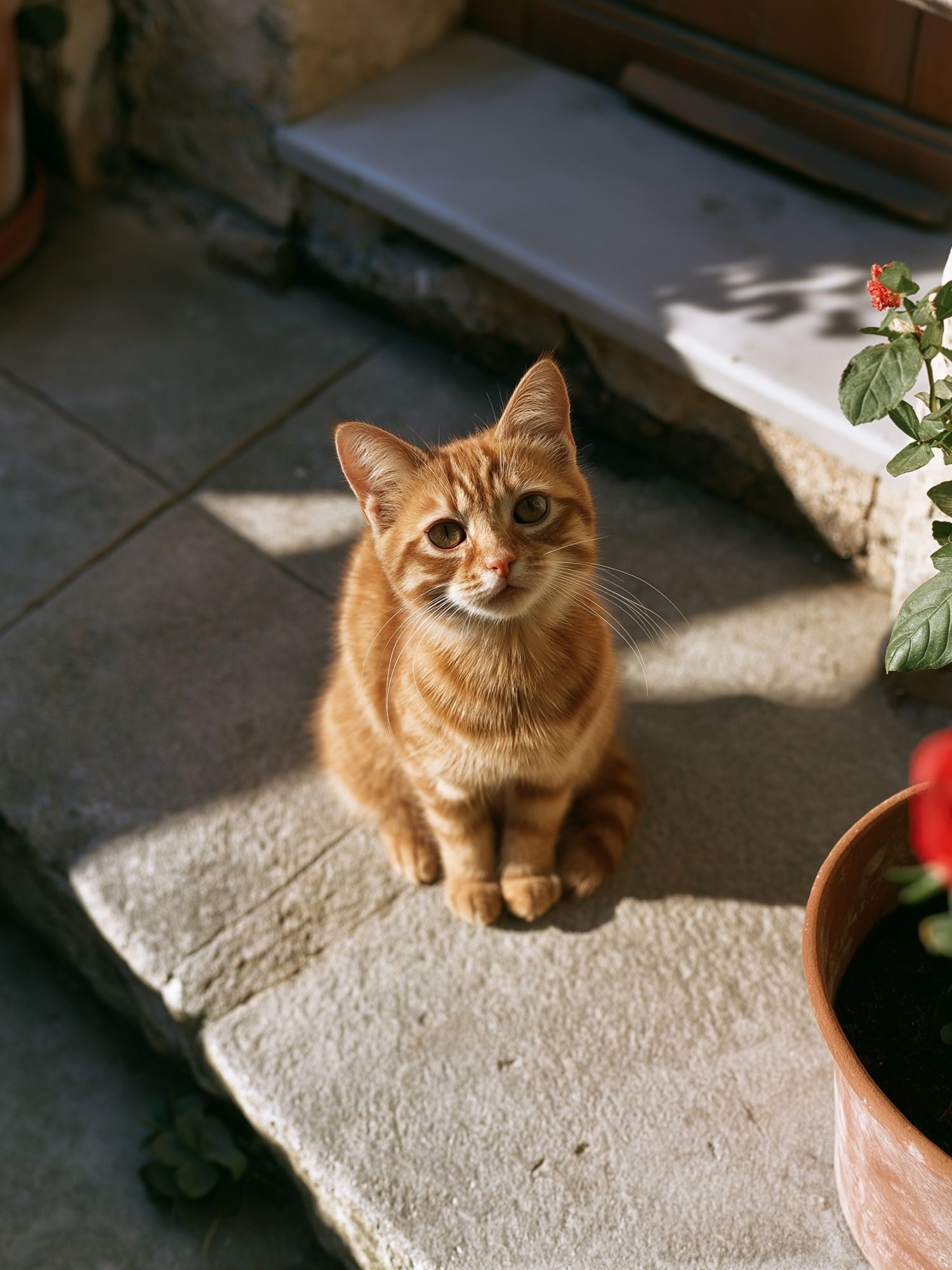 Ginger Cat in Sunlight Photography Poster. poster detail