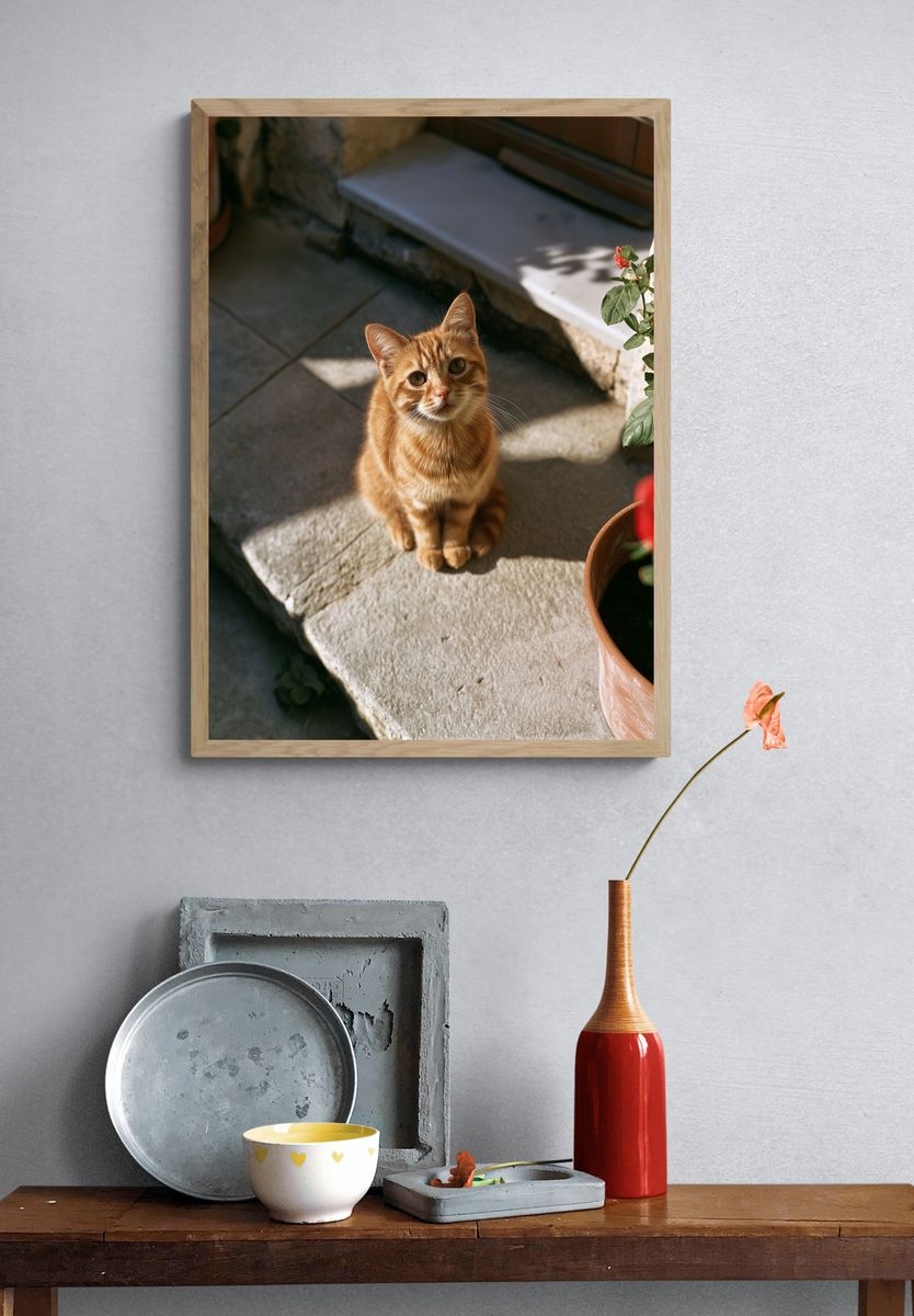 Ginger Cat in Sunlight Photography Poster. — room view 3
