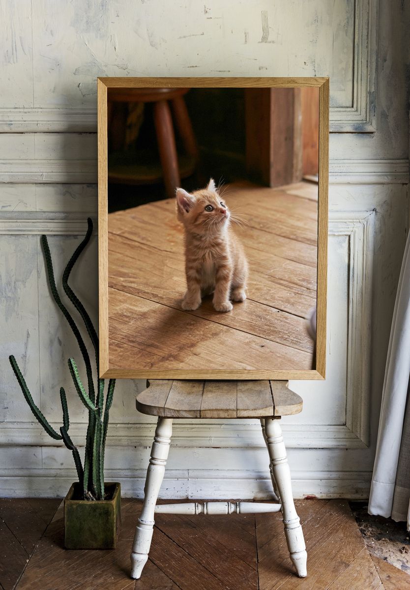 Curious Ginger Kitten Photography Poster. — room view 1