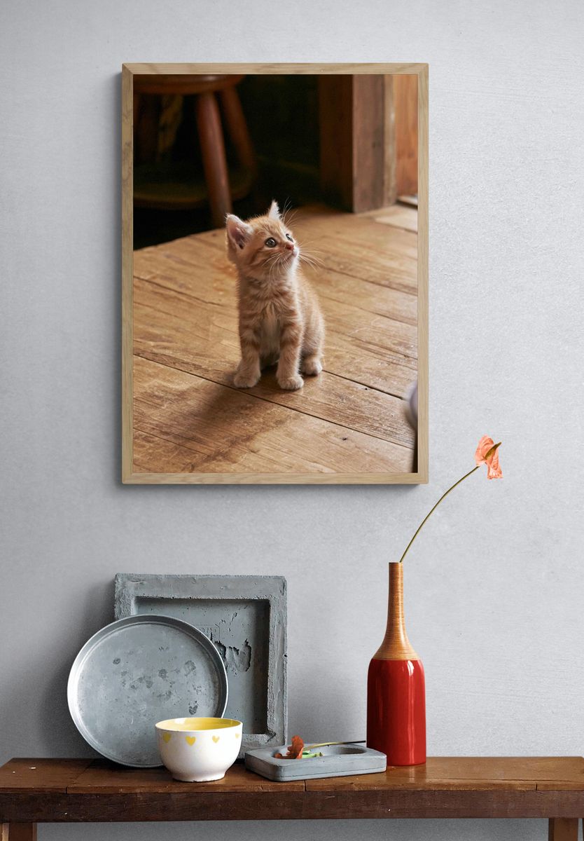 Curious Ginger Kitten Photography Poster. — room view 3