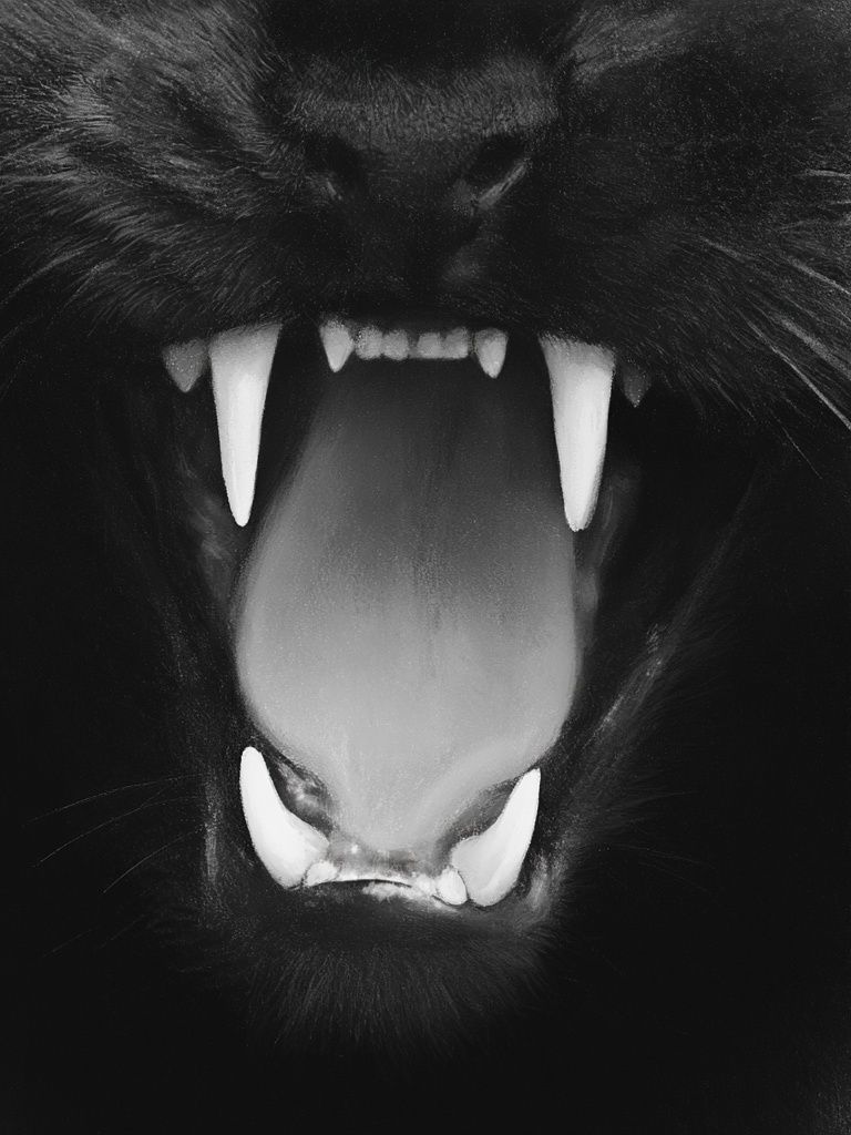 Black Cat Snarl Photography Poster. poster — animals art