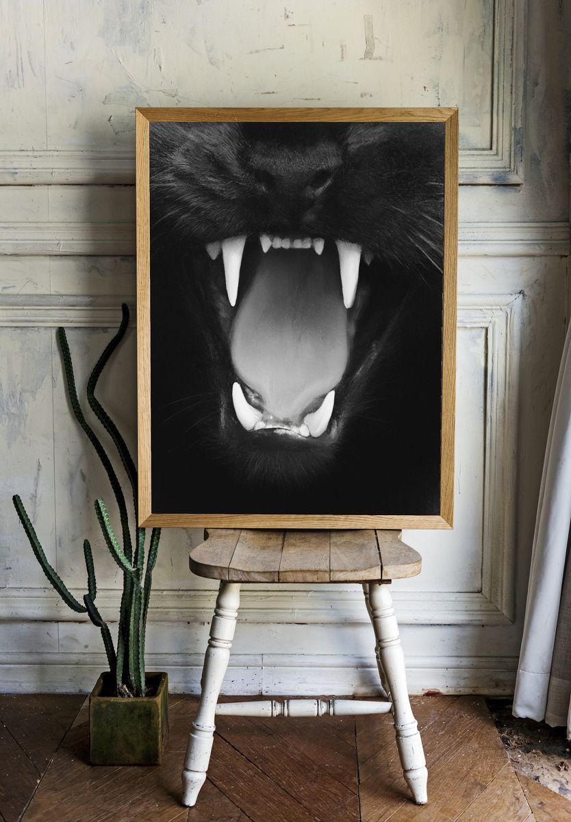 Black Cat Snarl Photography Poster. — room view 1