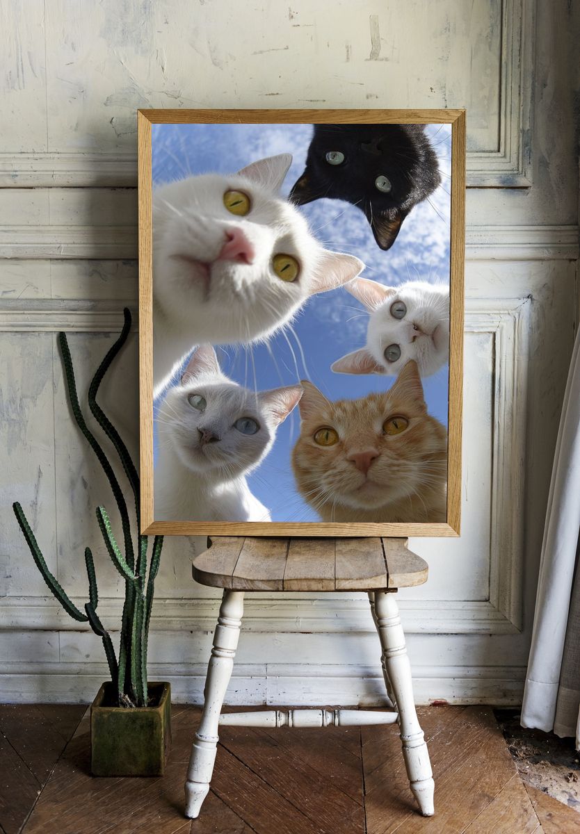 Curious Cats Photography Poster. — room view 1