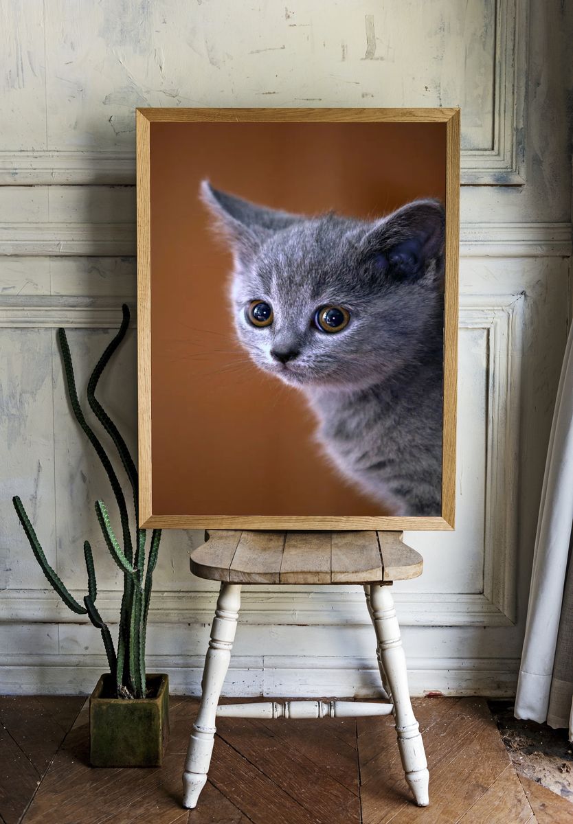 Cute Gray Kitten Portrait Poster room preview
