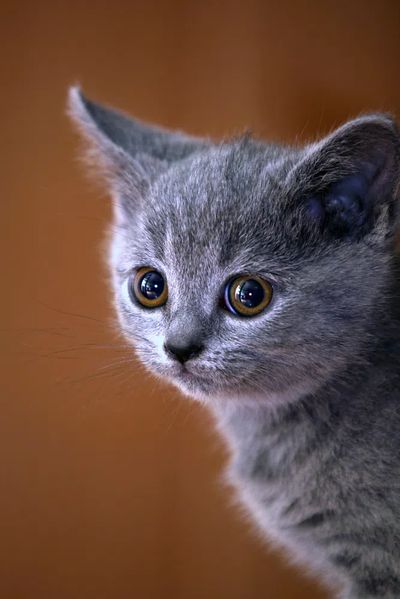 Cute Gray Kitten Portrait Poster. poster