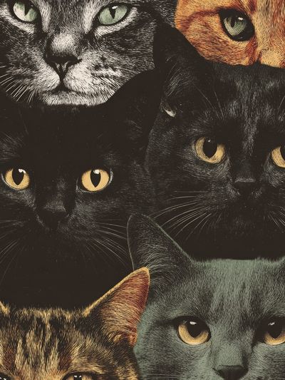 Cat Faces Illustration Poster. poster