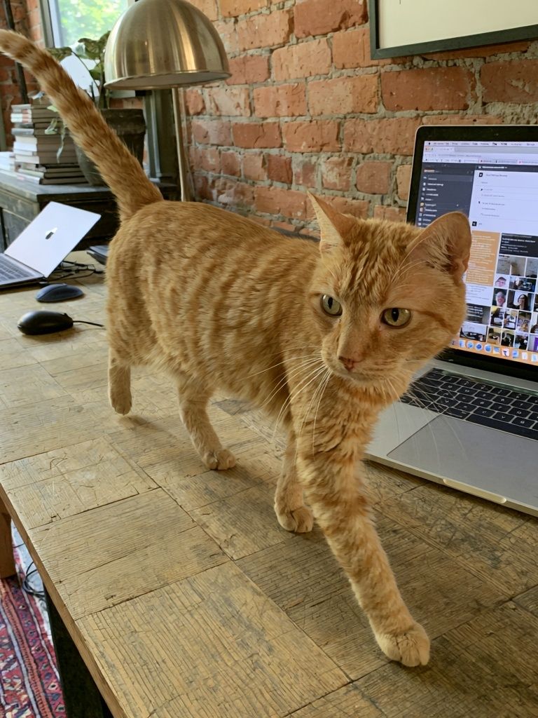 Orange Tabby on Desk Photography Poster. poster detail