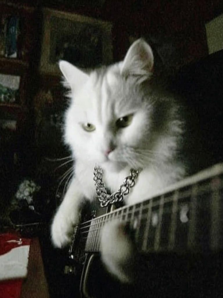 Rockstar Cat — Funny Print. poster — animals art
