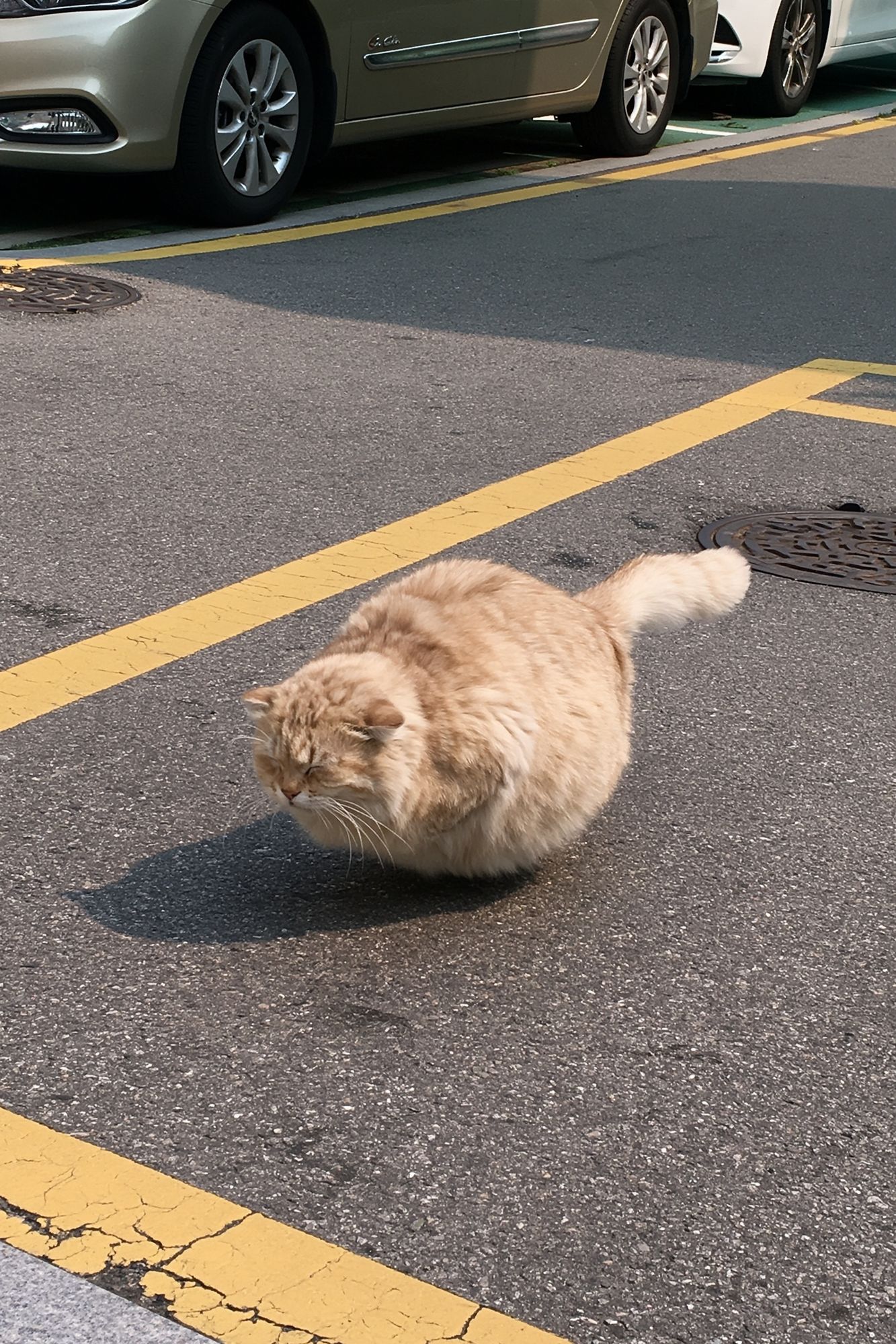 Fluffy Street Cat Photography Poster. poster detail