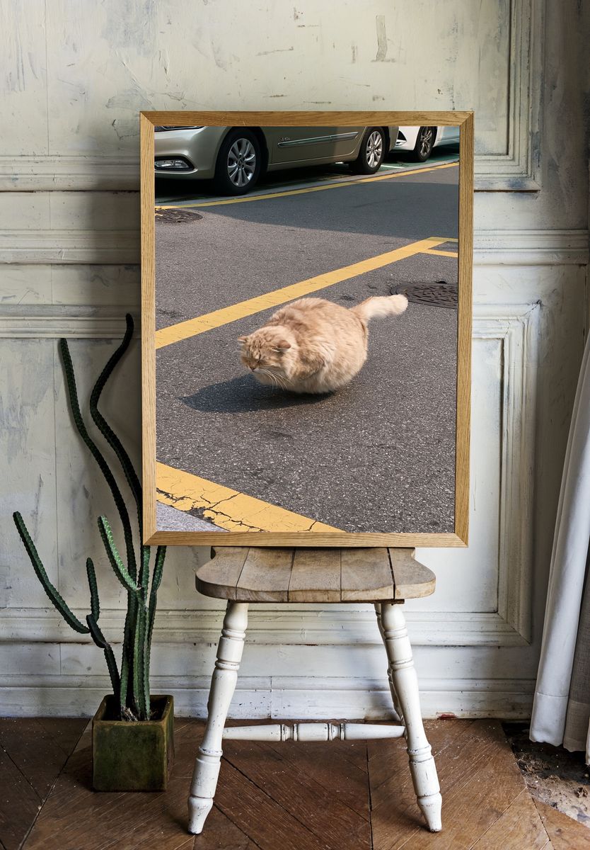 Fluffy Street Cat Photography Poster. — room view 1