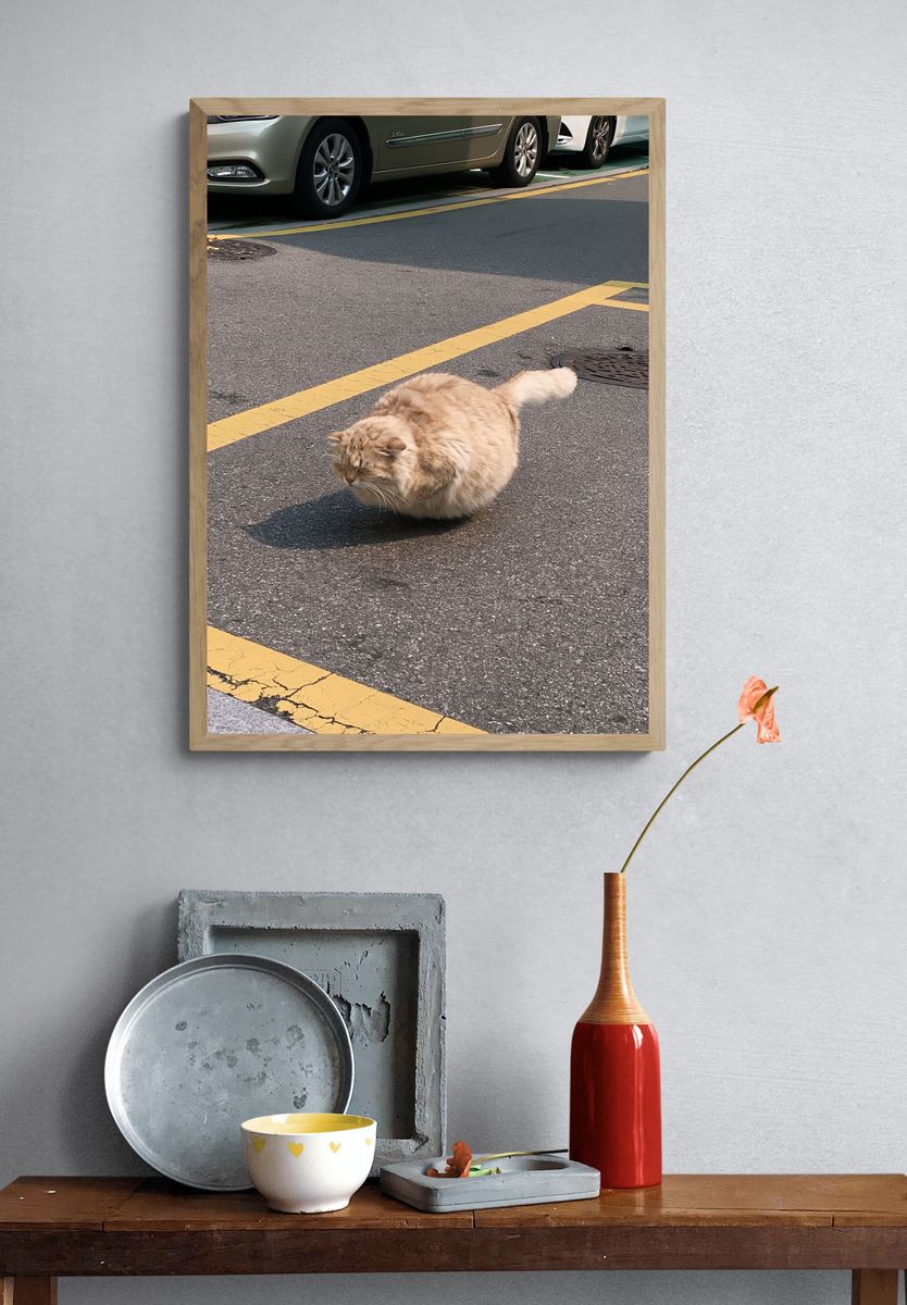 Fluffy Street Cat Photography Poster. — room view 3