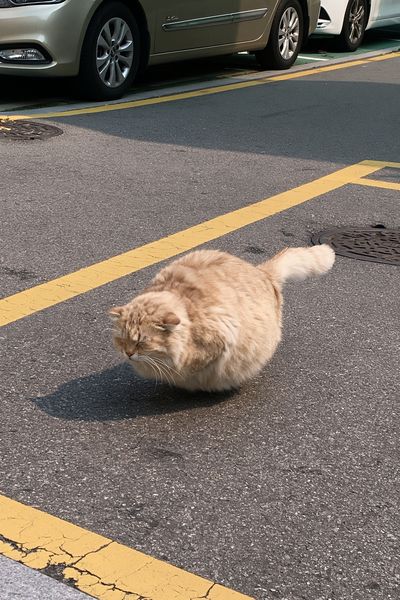 Fluffy Street Cat Photography Poster. poster