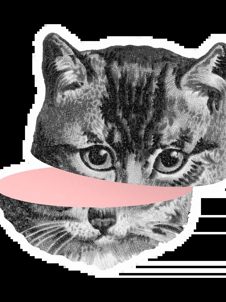Busy Cat Bath Humor Print. poster detail