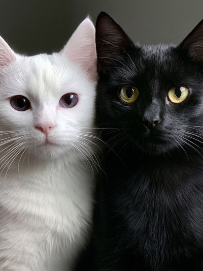 Black and White Cats Portrait Poster. poster