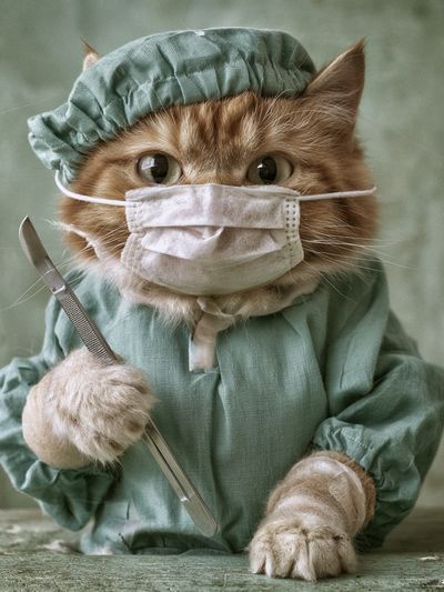 Surgeon Cat Portrait Poster. poster