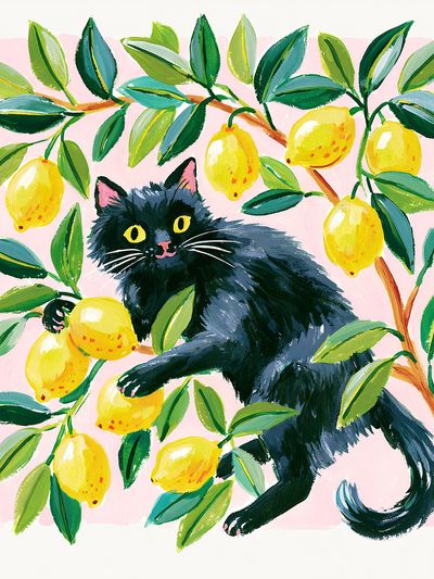 Black Cat in Lemon Tree Illustration Poster. poster