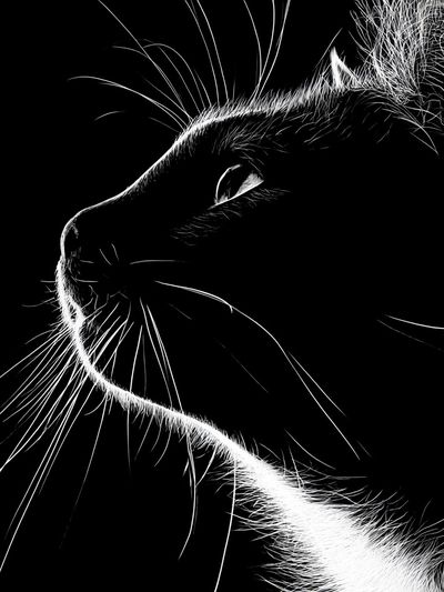 Black Cat Profile Photography Poster. poster print