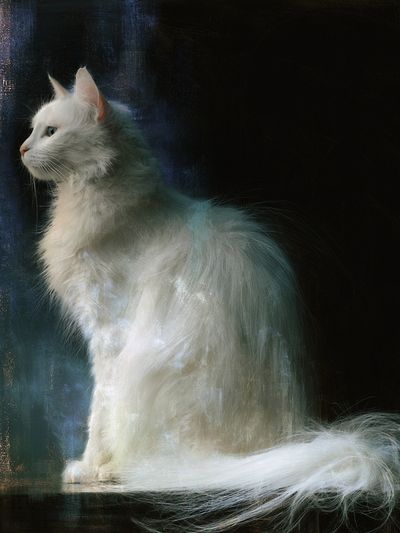 White Cat Portrait Poster.