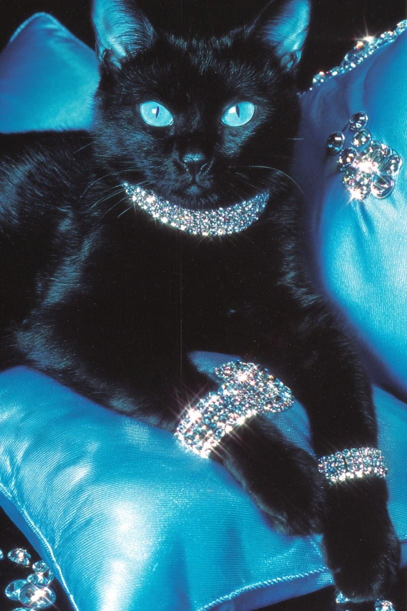 Glamorous Black Cat — Photography Print. poster detail