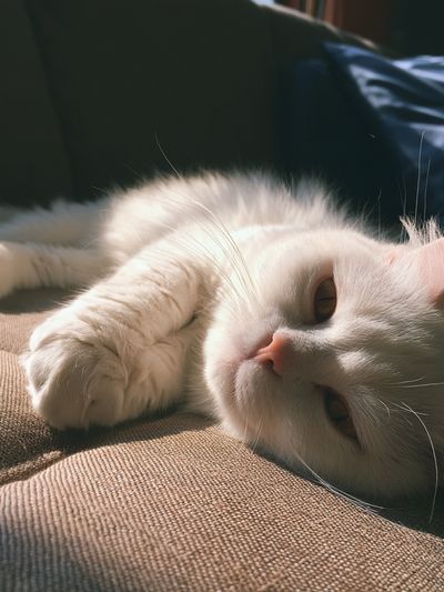 White Cat Sunlit Sofa Poster. poster