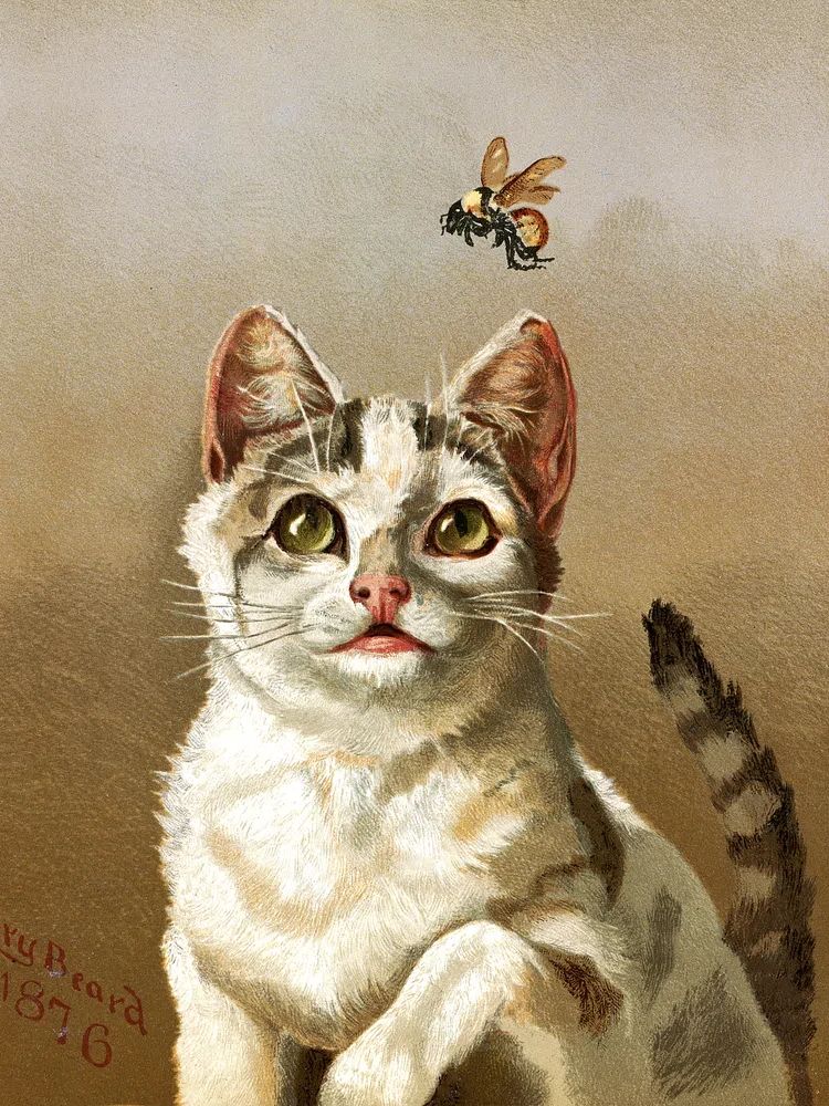 Curious Cat and Bee — Vintage Print. poster detail