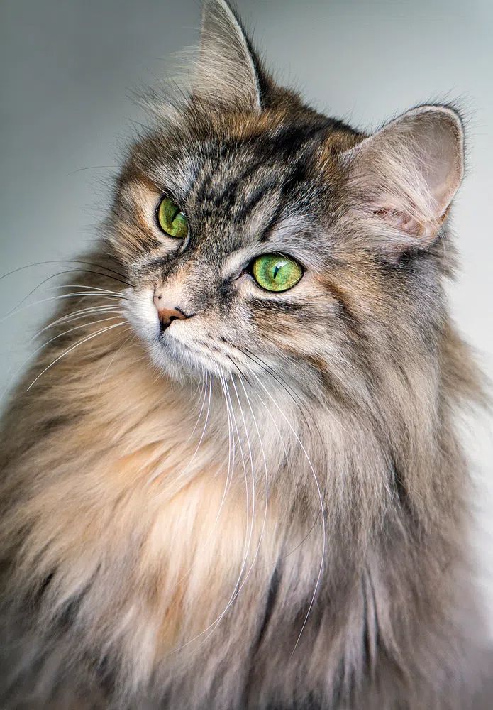 Majestic Cat Portrait Poster. poster detail
