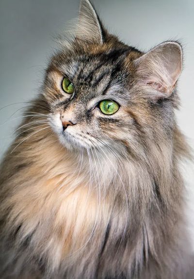 Majestic Cat Portrait Poster. poster