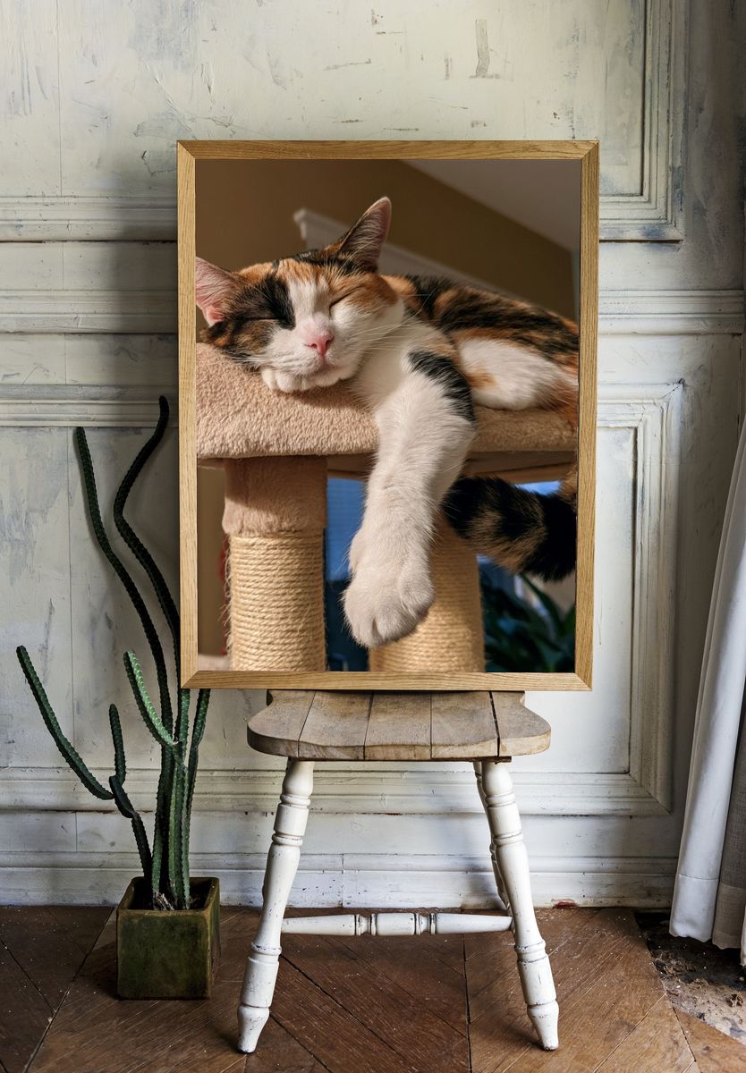 Sleeping Calico Cat Photography Poster. room preview