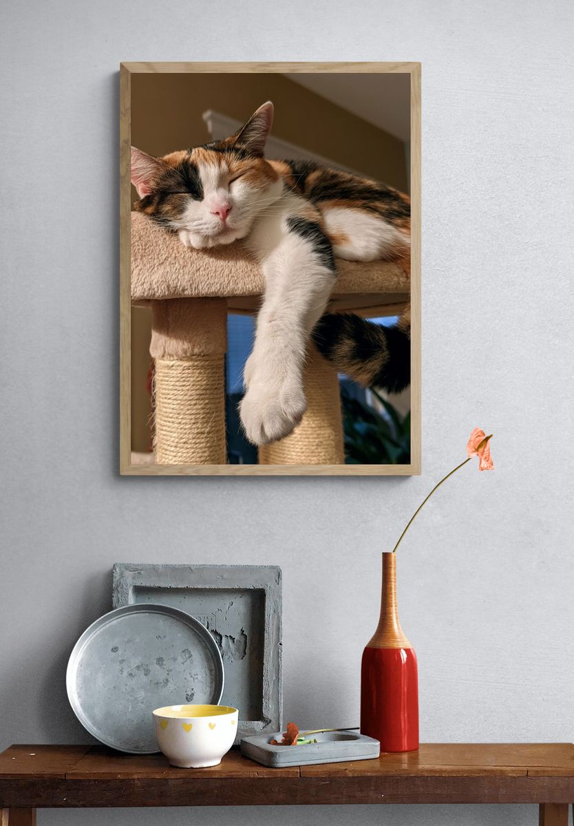 Sleeping Calico Cat Photography Poster. — room view 3