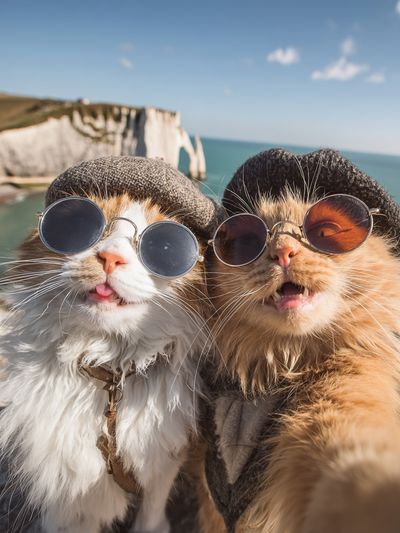 Stylish Cats at the Cliffs — Funny Print. poster